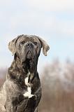 CANE CORSO 682